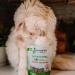 Shameless Pets Catnip N' Chill Crunchy Cat Treats Chicken/Catnip - 71 g Cat Treats - Buy Online on GoSupps.com