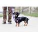 CHABA Adjustable Dog Harness for Large Dogs - Anti-Choking & Control - Lightweight Step-In Design - Perfect for Running - XL Violet - Buy Online on GoSupps.com