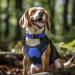 Joytale Reflective Dog Collar for Large Dogs - Royal Blue (Pack of 1) | Durable & Comfortable | International Shipping Available - Buy Online on GoSupps.com