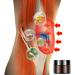 Muscle Relief Cream | Back Relief Lotion & Leg Balm for Joint & Muscle Pain - Mingchengheng - Buy Online on GoSupps.com
