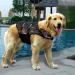 Dog Life Jacket - Camouflage Dark Swimming Safety Vest for Small & Large Dogs | Floatation Coat with Handle - Buy Online on GoSupps.com