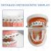 Dental Orthodontic Teeth Model with Colorful Braces | Professional Study Tool for Dentistry Students & Orthodontists - Buy Online on GoSupps.com