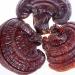 Dired Ganoderma Lucidum Lingzhi Ganoderma Lucidum Pieces Reishi Mushroom Slices Ganoderma Mushroom (250 Grams /0.55 lbs) 1 Count (Pack of 1)