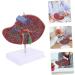 Baluue Liver Anatomical Model Liver Model with Base Anatomical Liver Model Human Body Gallbladder - Buy Online on GoSupps.com