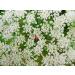 Lady's Bedstraw Herb Tea | Galium Verum L | Caille Lait Jaune Herbe Tisane | Health Embassy (50g) - Buy Online on GoSupps.com