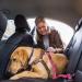 Umi Dog Seat Belt for Car - Adjustable Elastic Bungee Dog Car Harness - Buy Online on GoSupps.com