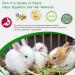 OHCOOL Timothy Hay 1000g - Premium Hay for Rabbits Tortoise Guinea Pig Chinchilla - Dust Free Natural Fresh Hay (500g 2 Packs) Timothy Hay 1000g 1 kg (Pack of 1) - Buy Online on GoSupps.com