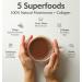 BIOptimizers Mushroom Coffee Alternative Chocolate Drink Lion s Mane Chaga Reishi + Collagen Peptides for Focus Energy & Gut Health Adaptogenic Mushrooms & MCT Powder 15 Servings Chocolate - 15 Servings - Buy Online on GoSupps.com