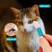 Best Tear Stain Brush for Cats & Dogs | Remove Eye Crust & Mucus | Reusable Pet Eye Comb with Soft Rubber Head - Buy Online on GoSupps.com