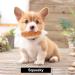 Cute Plush Dog Squeaky Toys 12PCS for Small Medium Puppies - Chew Toys Combo - Buy Online on GoSupps.com
