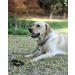 Buy Lynxking Tow Lines for Dogs - Durable Dog Leash for Small to Large Breeds | Retractable Trainer in Black (1.3cm x 180cm) - International Shipping Available - Buy Online on GoSupps.com