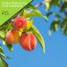 Sun Dried California Peaches - No Sugar Added | 16oz Dehydrated Fruit Snack | Vegan & Kosher - Buy Online on GoSupps.com