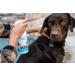Vetericyn Foamcare Pet Shampoo & Conditioner - Deodorizing Coat Treatment, Natural Plant Based Formula - 473ml - Buy Online on GoSupps.com