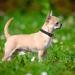 Taglory Soft Padded Neoprene Dog Collar - Adjustable & Reflective for Puppies - Black XS (1 Pack) - Best International Shipping - Buy Online on GoSupps.com