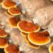 Reishi Mushroom Tea 60-Teabags (Ganoderma Lucidum Lingzhi Mushroom) 3.5oz/100g - Buy Online on GoSupps.com