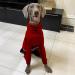 Greyhound Sweater for Dogs Dog Jumpers Pet Sweater Cotton Greyhound Pajamas Four-Legged Greyhound Clothes Hooded Whippet Pajamas Stretchable Warm Dog Coat L red L - Buy Online on GoSupps.com
