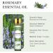 Aoruilia 10ml Rosemary Essential Oil - 100% Pure Natural Therapeutic Grade Rosemary Oils for Hair Growth Aromatherapy Diffusers Perfumes Candle Making Rosemary 10 ml (Pack of 1) - Buy Online on GoSupps.com