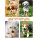 Tongktai Plush Dog Toy Balls 4 Pack - Squeaky Soft Plush Balls for Small & Medium Pets | Interactive Retrieval Game - Pink Blue Yellow & Green - Buy Online on GoSupps.com