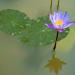 Molain Artificial Lotus Leaves - 8 Realistic Foam Lily Pads for Home Garden Pond Pool & Aquarium Decoration - Buy Online on GoSupps.com