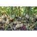 2 Zingiber officinale Rhizomes Gan Jiang Ginger Rhizomes Ginger Rhizome