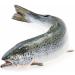 Greenfood Omega 3 Fish Oil - High Dose 1000mg No Additives 240 Capsules - International Shipping Available - Buy Online on GoSupps.com