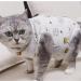 Yoolhamy Katzenbody - Professional Recovery Suit for Cats | Post-Operation Castration & Abdominal Wound Care | E-Collar Alternative - Buy Online on GoSupps.com