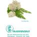  Tausendkraut Organic Yarrow Tea (100 g) | Herbal Tea Made from High Quality Flowers and Herbs | Organic Herb | Natural Quality for Tea and Wellness | Gently Dried - Buy Online on GoSupps.com