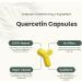 Extrait de Querc tine 60 G lules - Formule Concentr e 10:1-250 mg par G lule - Alternative Sans Zinc ni Brom line - Suppl ment V g tal en Capsules Pratiques - Buy Online on GoSupps.com