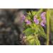 Black Horehound Herb Tea | Ballota Nigra L | Ballote Noire Herbe Tisane Health Embassy (100g) - Buy Online on GoSupps.com