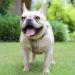 Suredoo Dog Harness for Small Dogs Reflective Breathable & Comfortable with Leash | XS Beige - Buy Online on GoSupps.com