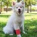 12-Pack Colorful Self Adhesive Stretch Bandage Wrap 4 Inches x 5 Yards - Cohesive Vet Tape for First Aid, Sports, Athletes, Animals, Pets - 12 Bright Colors - Buy Online on GoSupps.com