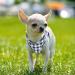 Heele Small Soft Dog Dishes - Air Mesh Adjustable Puppy Tableware Vest Reflective & Plaid White - Perfect for Walking Running & Training (XS) - Buy Online on GoSupps.com