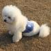 JoyDaog Jean Belly Bands for Small Dogs - Reusable Diapers XS (7-9 Waist) - 3 Pack - Buy Online on GoSupps.com