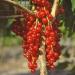 Buy Red Currant 'Rovada' Standard Tree in Container - International Shipping Available - Buy Online on GoSupps.com