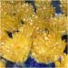 300-350g Yellow Electroplated Natural Crystal Cluster Raw Rock Quartz Flowers Aura Stones Gift Modern House Decor Crystal - Buy Online on GoSupps.com