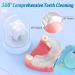 U-Shaped Electric Toothbrush for Kids - 360 Sonic Vibration 45S Timer Quick Cleaning - Rechargeable Brush for Ages 2-6 - Buy Online on GoSupps.com