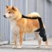 Rear Leg Braces for Small Dogs Brace Behind Leg | Support Dog Knee Brace Neoprene Hip Brace Adjustable Traction Belt for Knee for Cruciate Ligament Injury for Torn ACL Leg L left - Buy Online on GoSupps.com