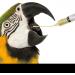 10Pcs Hand Feeding Syringe with Tubes Pet Feeding Syringe with Measuring for Pet Baby Bird Parrot feed milk and medicine - Buy Online on GoSupps.com