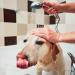 Iv San Bernard Trad Pek Conditioner 250 ml - Nourishing Dog Hair Care for All Breeds | International Shipping Available - Buy Online on GoSupps.com