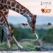 Sophie The Giraffe x GCF Set - Support Giraffe Conservation Foundation | Shop Now - Buy Online on GoSupps.com