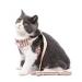 SUMECH Kitten Harness and Leash -Secure and Stylish Cat Harness and Leash Set - Adjustable Lightweight and Breathable Vest with Reflective Strip - Escape-Proof Design (Large Red)" - Buy Online on GoSupps.com