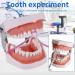 Dental Teeth Model Removable Tooth Teach Practice Model Teeth Model Includes 32Pcs Teeth for Practicing Restorative Techniques Come with A Small Screwdriver - Buy Online on GoSupps.com