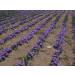 Kirtland Signature La Mancha Spanish Saffron Select - 1g (.035oz) | Premium Quality Saffron Threads - Buy Online on GoSupps.com
