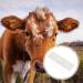 Beaupretty Cow Pregnancy Test Strip - Accurate Sheep & Cattle Pregnancy Detection | Farm Animal Supplies - Buy Online on GoSupps.com