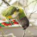 PopetPop 2pcs Flexible Multi-Color Bird Rope Toys - Bungee Ropes for Parakeets Cockatiels & More | 30x1.5 cm - Buy Online on GoSupps.com