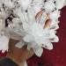 Specimen 1pcs Natural Crystal Cluster Raw Quartz White ReikiStones Crystal Point Specimen Home Decoration Ra Crystals Stone QINTINYIN Home Goods 700-800g - Buy Online on GoSupps.com