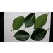 Premium Fresh Cut Bay Leaves - Aromatic Laurel Leaf for Cooking and Seasoning - Buy Online on GoSupps.com