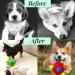 Ciivurr Snuffle Ball for Dogs - Interactive Foraging Toy for Treat Dispensing and Slow Feeding - Unbreakable Upgrade - Red Rainbow - Small, Medium, and Large Pets - Buy Online on GoSupps.com