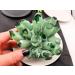 690g Natural Green Ghost Phantom Quartz Crystal Cluster Specimen Wedding Decoration Aquarium Reiki Stone ERTEYIN - Buy Online on GoSupps.com