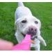 Dingo Dog Toy - Natural Fur Bungee Handle for Agility & Training | Motivational Apport Game - Pink Grip 15580 - Buy Online on GoSupps.com